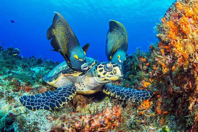 PADI Discover Scuba Diving Program in the Riviera Maya - Good To Know