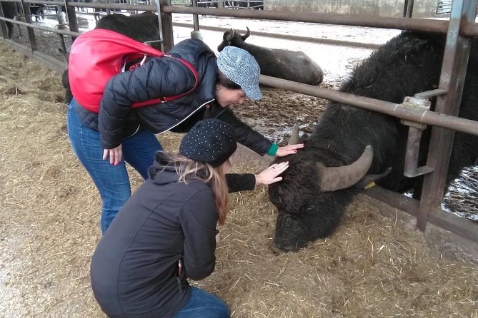 Paestum Traditions, Buffaloes, Ceramics, Temples
