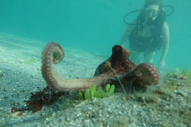 Palm Beach Private 1-Day Scuba Lesson  - West Palm Beach - Good To Know