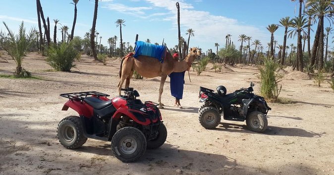 Palm Grove Quad Bike and Camel Ride Tour - Good To Know