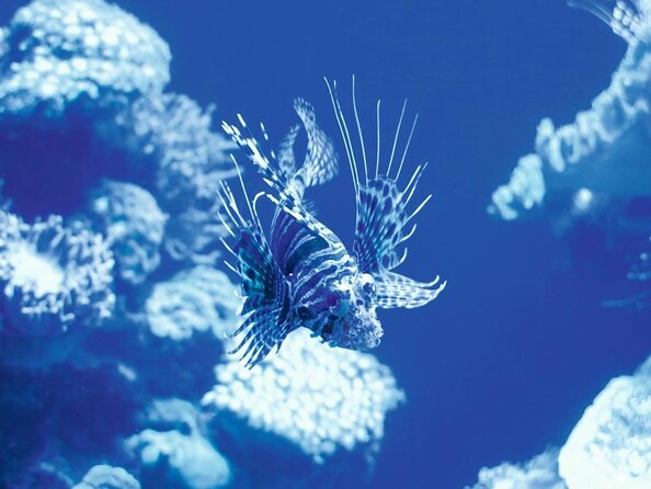 Palma Acquarium With Transfer