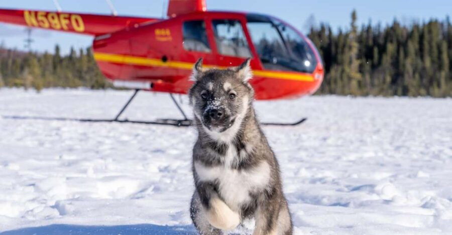 3 Best Helicopter Flights And Tours In Palmer