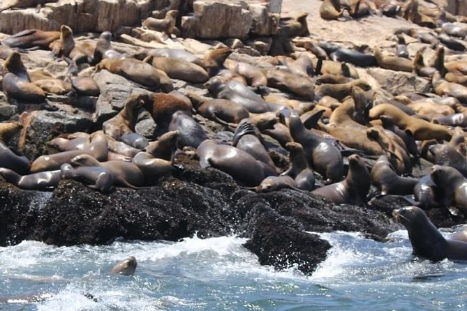 Palomino Islands Sea Lion Swimming Tour From Lima - Good To Know
