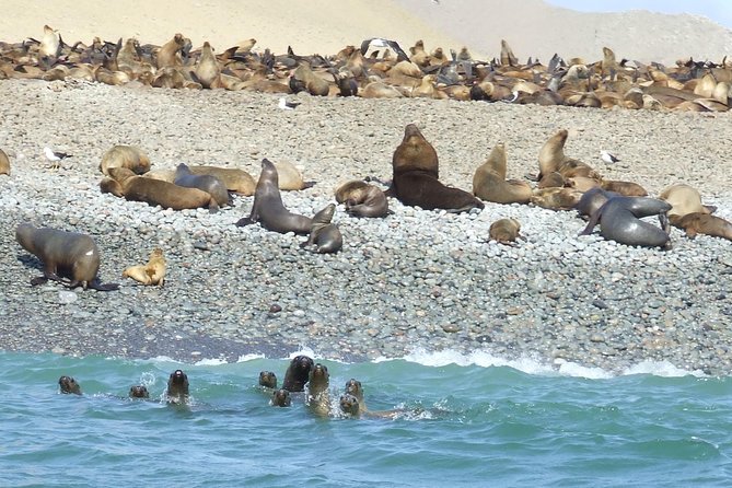 Paracas Full-day – Ballestas Islands and National Park in a Minibuggy