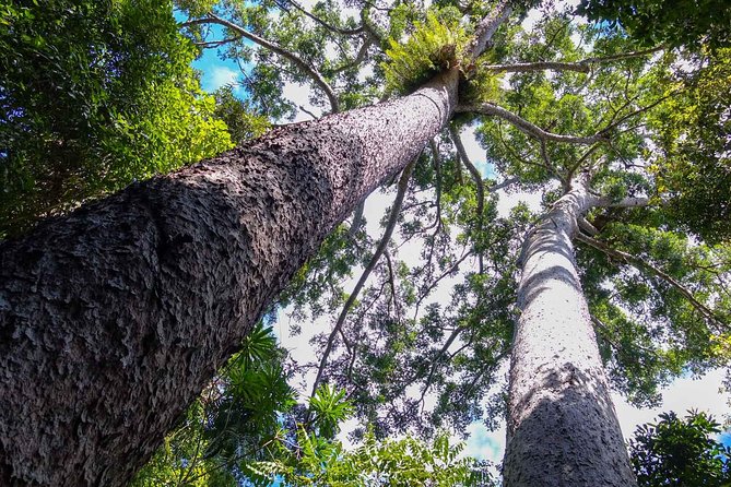 Paronella Park and Millaa Millaa Falls Full-Day Tour From Cairns