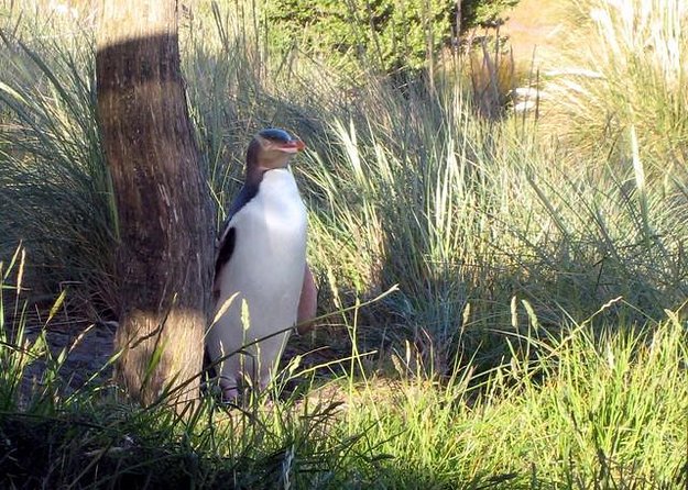 Peninsula Encounters Wildlife Cruise
