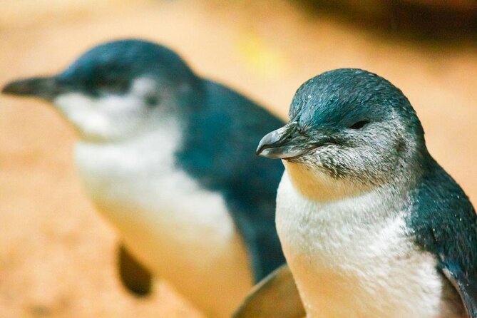 Phillip Island and French Island Wildlife Expedition - Good To Know
