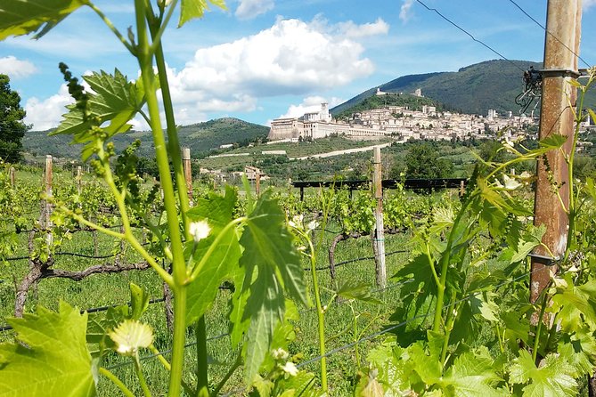 Pic Nic Deluxe Assisi for 2 and Wine Tasting 5 Wines - Good To Know
