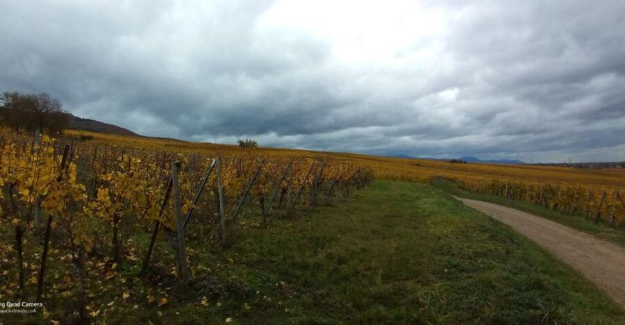 Pinot Noir in Baden-Württemberg. - Good To Know