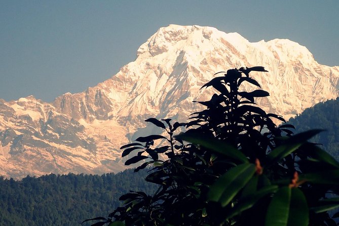 Pokhara: Day Hiking From Australian Base Camp to Dhampus. - Trekking Guide and Private Transportation