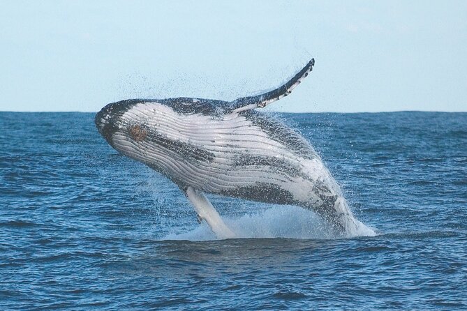 2 Best Whale Watching Experiences In Port Stephens