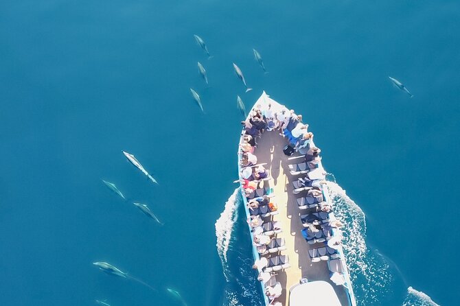 Portimão: World of Dolphins and Seabirds - Biologist on Board - Good To Know