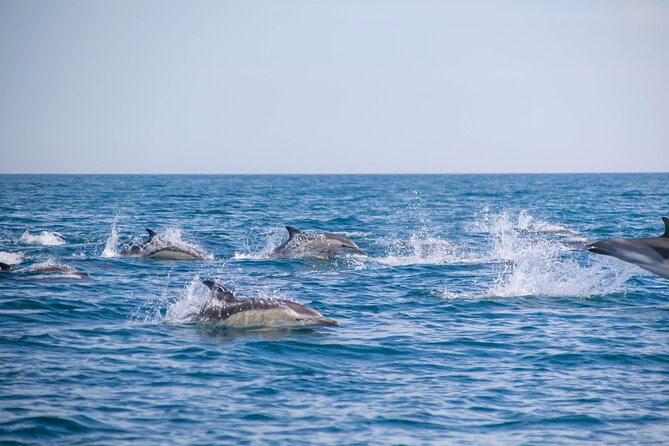 Portimão:Embark on Nature•Benagil and Dolphins•Biologist on Board - Inclusions and Experience