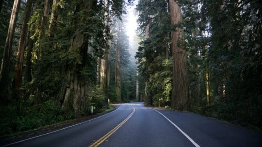 Portland: Cannon Beach, Trails, & Forests Oregon Coast Tour