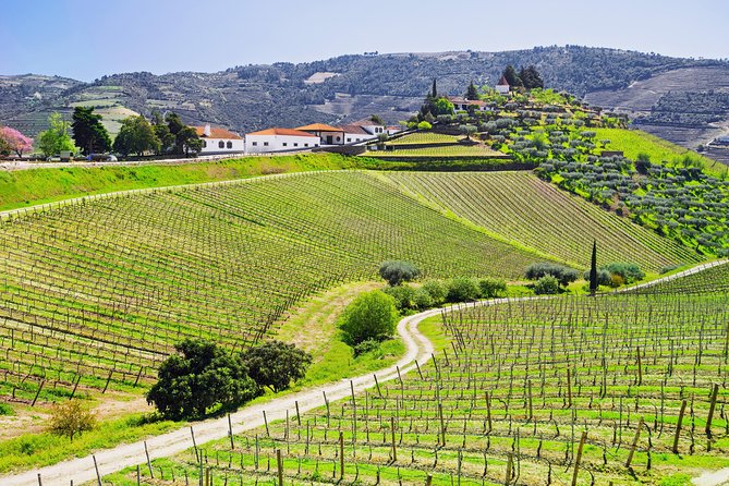 Porto Douro Valley Full-Day Wine Tasting & River Cruise With Lunch - Pricing and Booking Information
