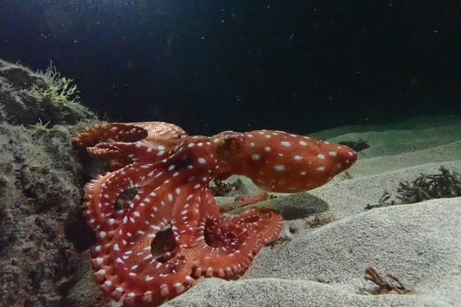 Porto Santo Night Snorkeling Tour - Good To Know