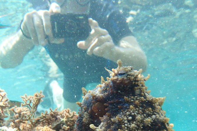 Porto Santo Snorkeling Tour - Good To Know