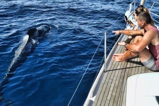 Premium All Inclusive Whale & Dolphin Watching Experience - Ocean Habitat and Wildlife