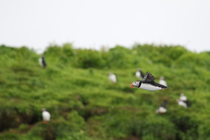 Premium Small-Group Puffin & Bird Watching Tour From Reykjavík - Good To Know