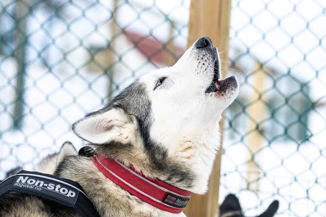 Private 2-Hour Dog Sledding Tour, Akureyri - Good To Know