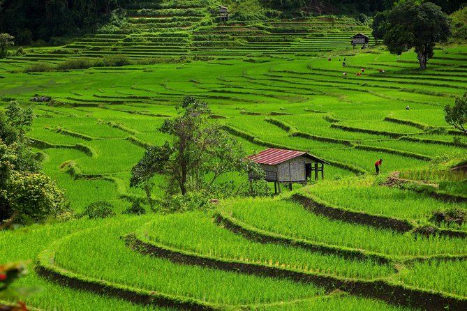 Private: 3 Days 2 Night Trip: Chaingmai-Chaingrai- the Golden Triangle Trip - Trip Highlights