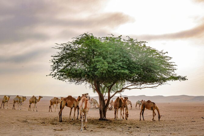 Private 4x4 Mleiha Archaeological Desert Safari With Museum Visit - Good To Know