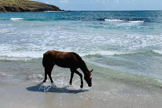 Private Advanced Horseback Beach Ride With Sandy Hoofs St. Lucia - Inclusions