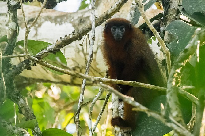 Private Amazing Amazon Discovery Tour - 4 Days, Iquitos, Peru - Itinerary Overview