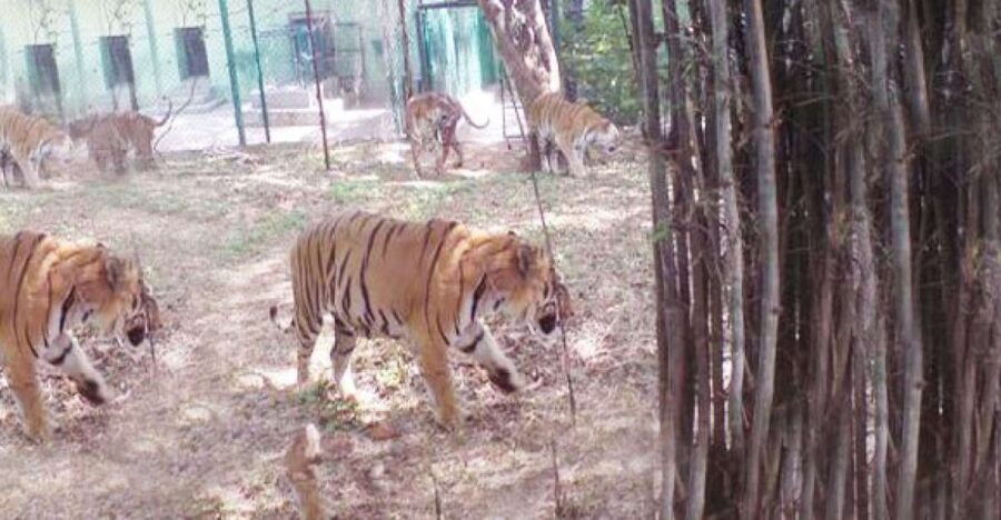 Private Bannerghatta National Park Day Excursion