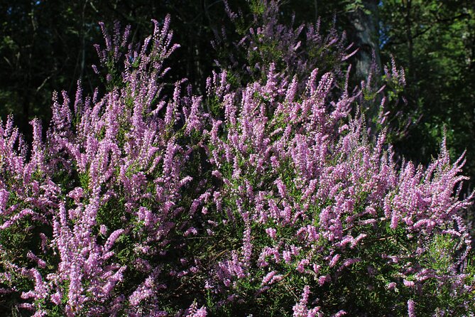 Private Bespoke Guided Nature Walking Tour From Okehampton Station