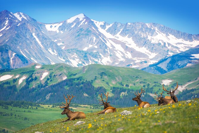 Private Birding Hike in Rocky Mountain National Park - Key Takeaways