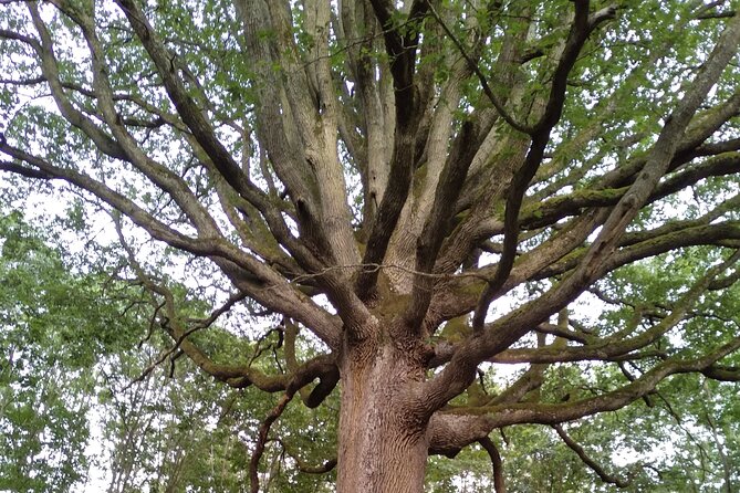 Private Botanical Discovery of the Rambouillet Forest Massif