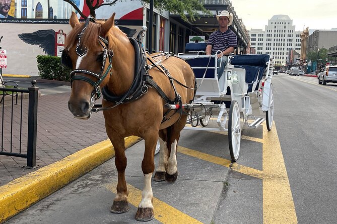 Private Carriage Tour of Galveston - Good To Know