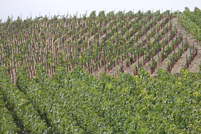 Private Champagne Half Day Tour - 3 Family Vineyard Prestige Tastings Stops
