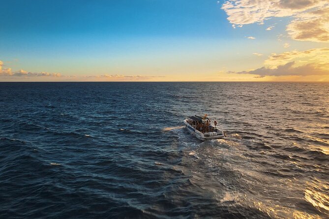 Private Charter 2 Hours Whale Watching Puerto Colon Adeje - Good To Know