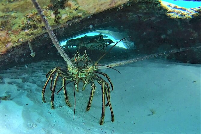Private Charter 28ft Grady White. Stingrays, Snorkeling, Starfish - Overview of the Private Charter Experience