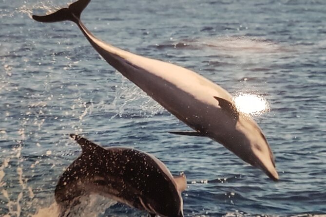 Private Charter 3 Hours Whale Encounter Puerto Colon Adeje
