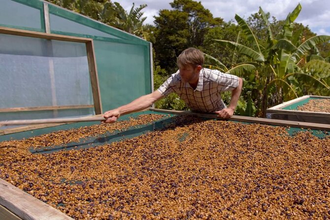 Private Coffee Farm Tour in Doubtless Bay