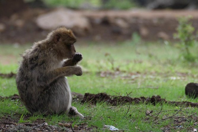 Private Day Tour From Fez to the Middle Atlas - Good To Know