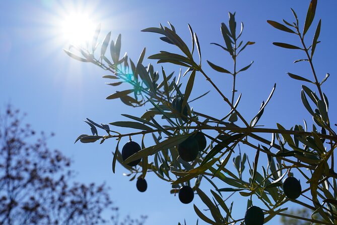 Private Day Tour to Ronda From Malaga by ELECTRIC CAR - Booking and Reservation