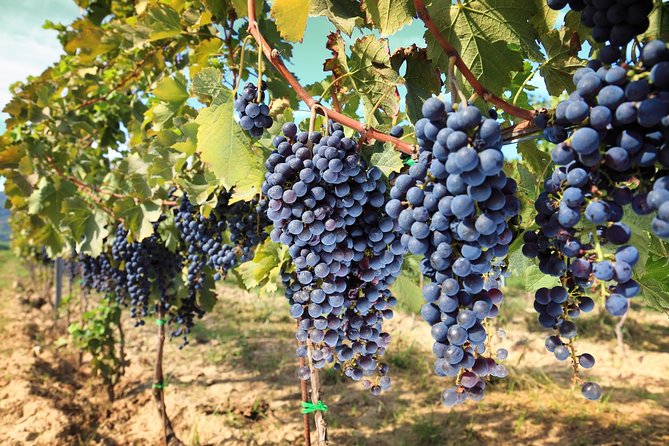 Private Daytrip to Siena & Chianti Wine Country, With Wine Tasting From Florence - Good To Know