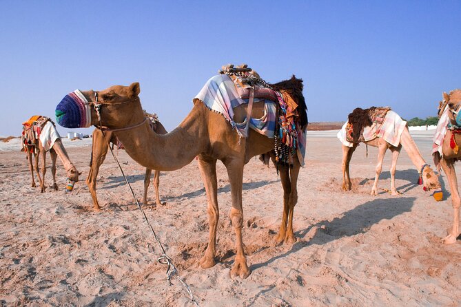 Private Desert Safari to Khor Al Adaid: a UNESCO Recognized Natural Reserve