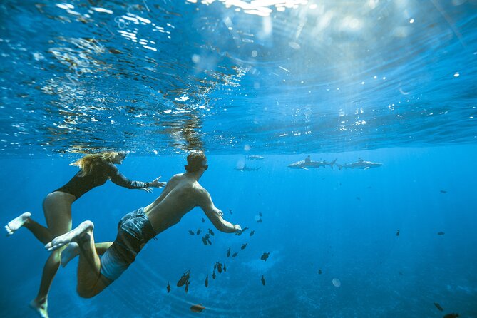 Private Discovery of the Marine Fauna of Moorea