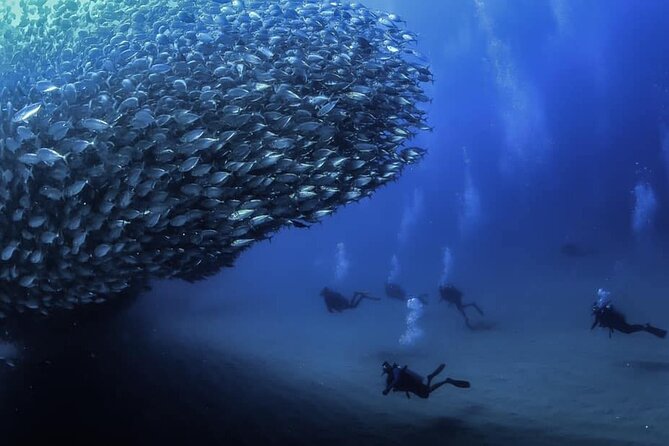 Private Dive Boat for Certified Divers - Cabo San Lucas - Good To Know