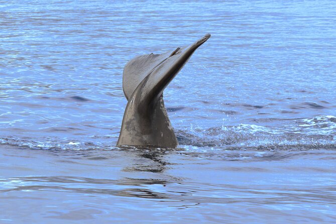 Private Dolphin and Whale Watching Tour in Madeira - Whale Watching and Snorkeling