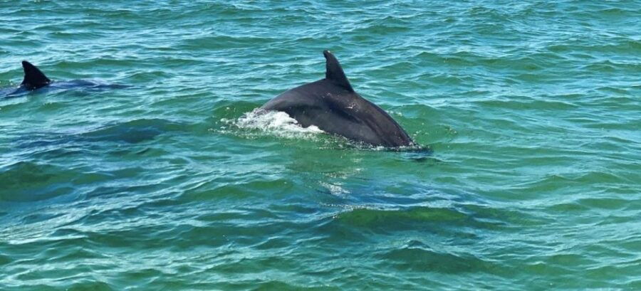 Private Dolphin Tour With Secluded Beach/Snorkel Stop - Good To Know