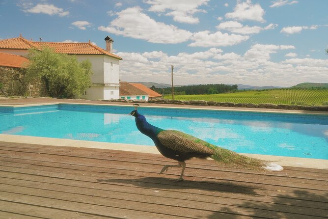 Private Douro Valley Tour With Lunch & Wines - Expert Guide and Personalized Service
