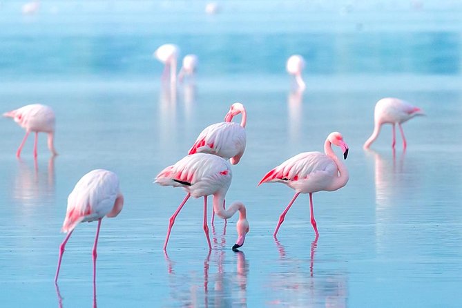 Private Dubai City Tour Half Day - Tour Highlights and Experience