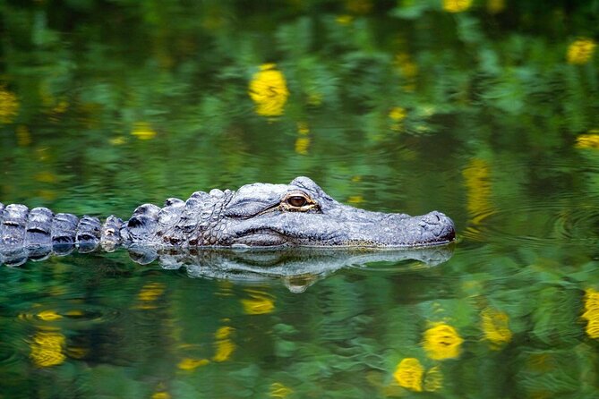 Private Everglades Airboat Tour Including Hotel Pick up and Everglades Specialist - Good To Know