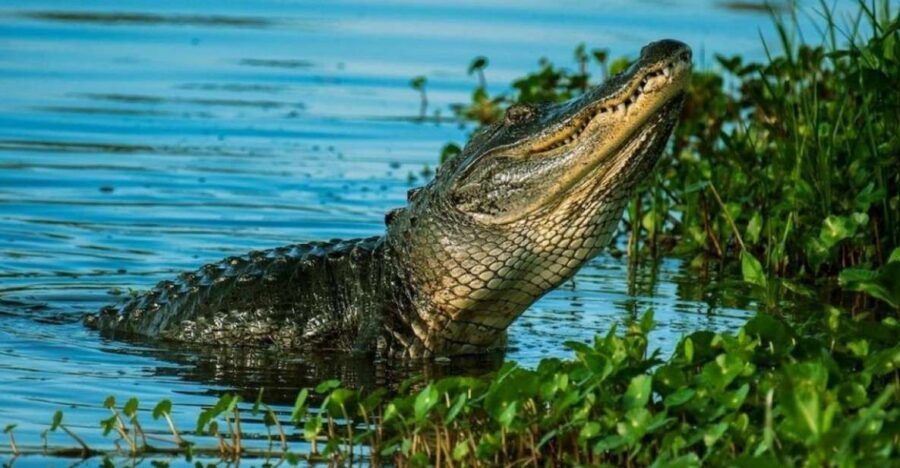 Private Everglades Tour:Explore the Beauty of the Everglades - Good To Know